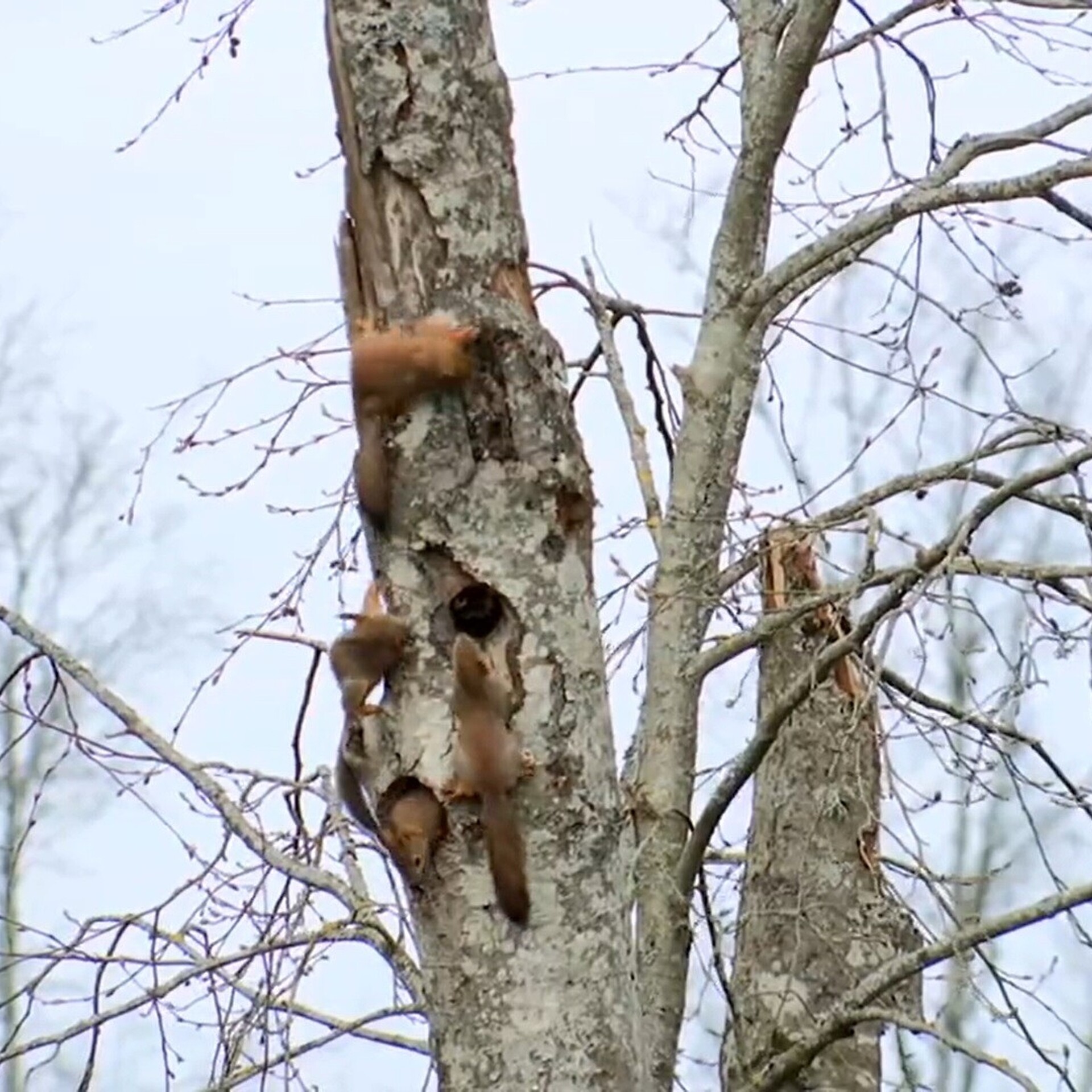 Oravad liikme suurendamiseks